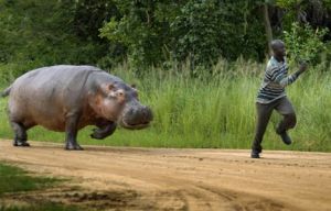 hippo-run binatang